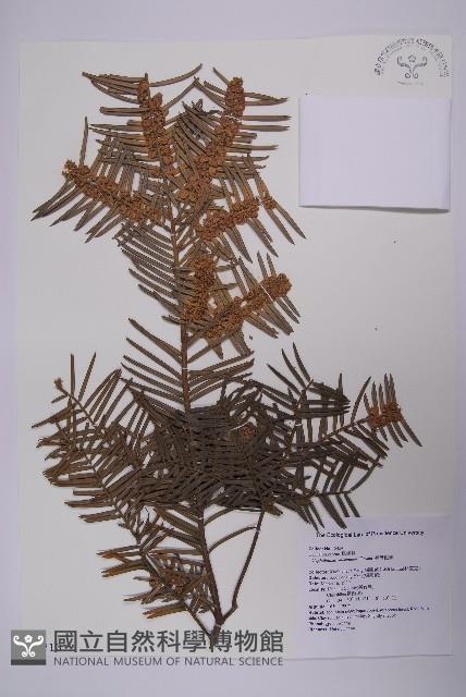 臺灣粗榧、台灣三尖杉藏品圖，第1張