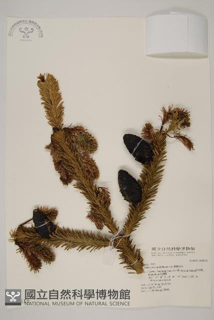 臺灣冷杉藏品圖，第1張