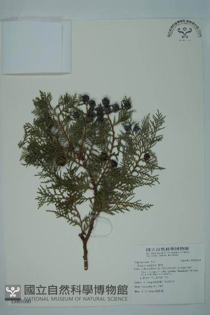 側柏藏品圖，第1張