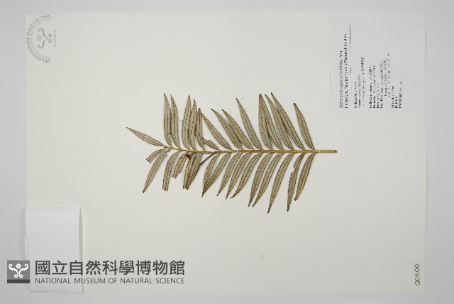 臺灣穗花杉藏品圖，第1張
