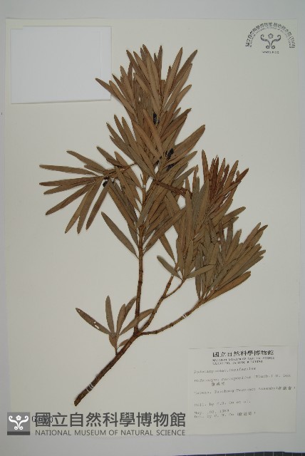 大葉羅漢松藏品圖，第1張