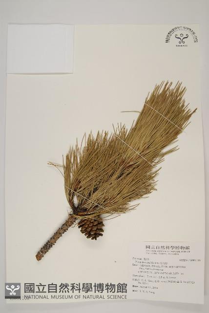 高山松藏品圖，第1張