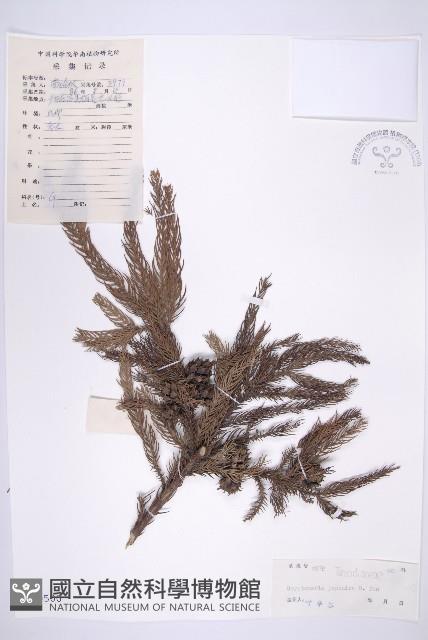 柳杉藏品圖，第1張