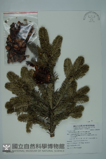 臺灣冷杉藏品圖，第1張