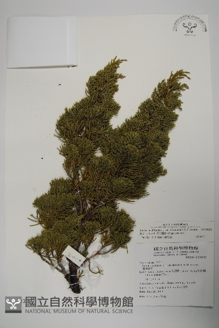 清水圓柏藏品圖，第1張