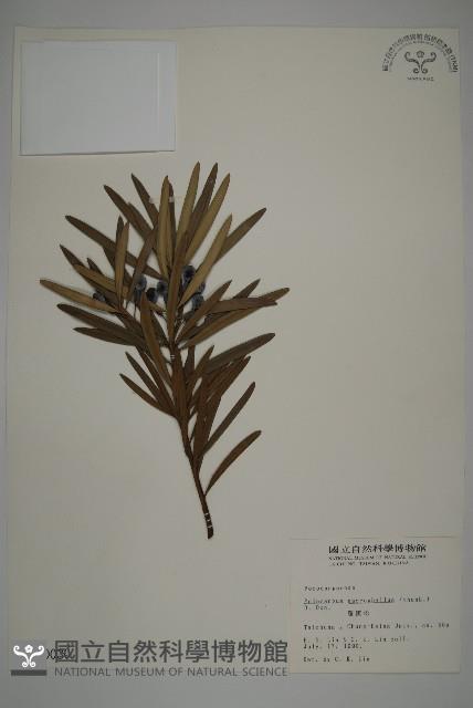 大葉羅漢松藏品圖，第1張