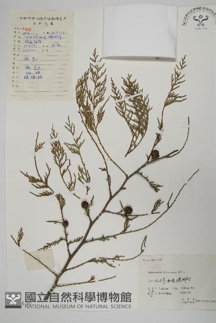 柏木、柏樹藏品圖，第1張