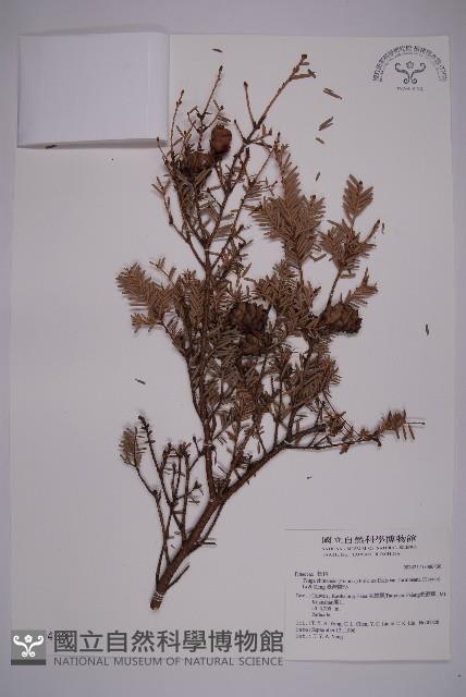 臺灣鐵杉藏品圖，第1張