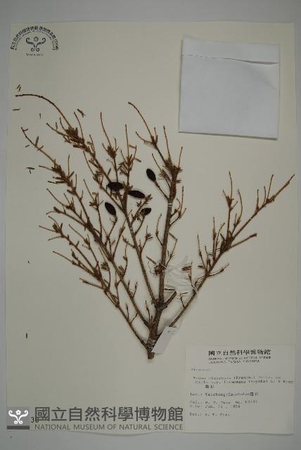 臺灣鐵杉藏品圖，第1張