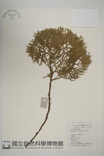 側柏藏品圖，第1張