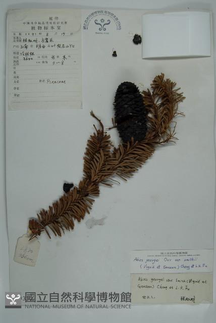 急尖長苞冷杉藏品圖，第1張