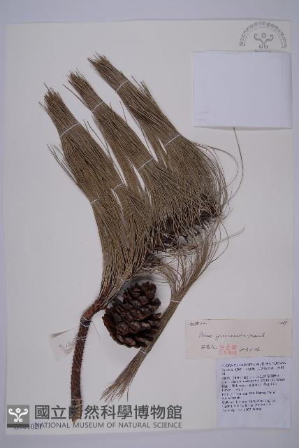 雲南松藏品圖，第1張