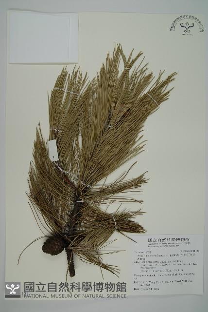 地盤松藏品圖，第1張