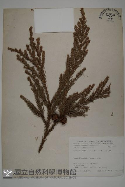 柳杉藏品圖，第1張