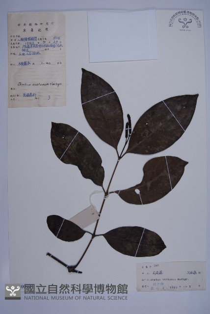 買麻藤藏品圖，第1張