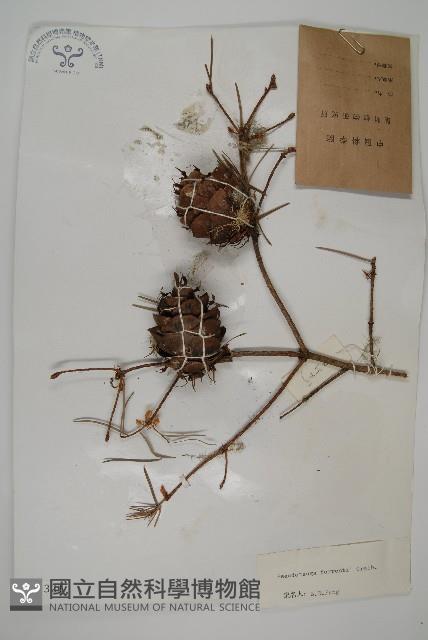 瀾滄黃杉藏品圖，第1張