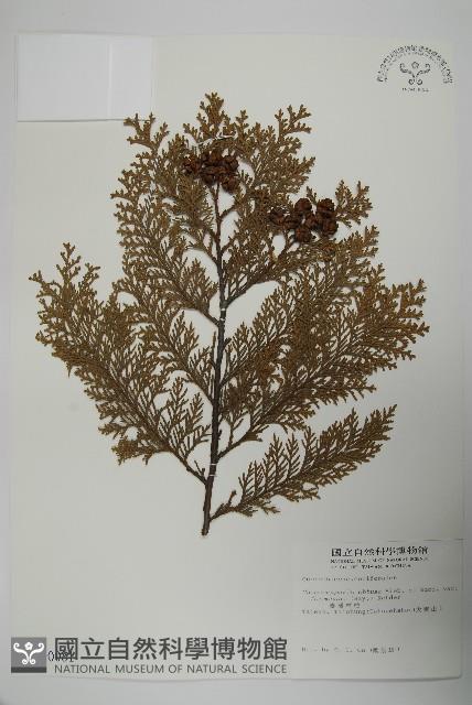 臺灣扁柏藏品圖，第1張