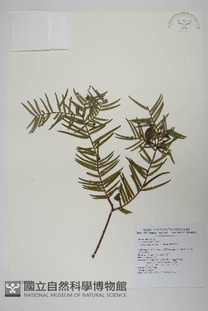 臺灣粗榧、台灣三尖杉藏品圖，第1張