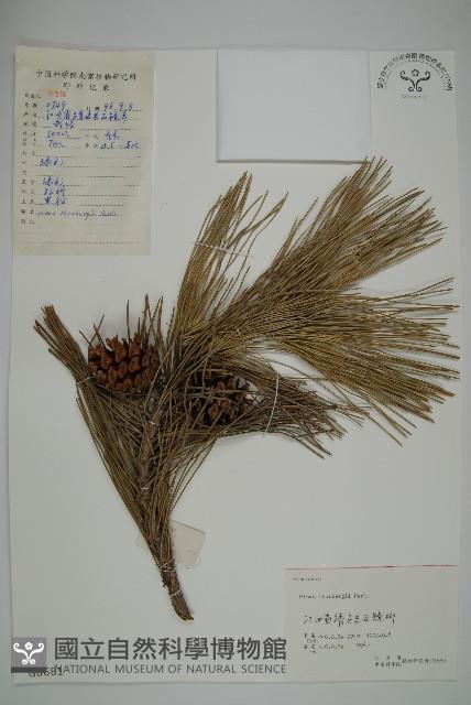 黑松藏品圖，第1張