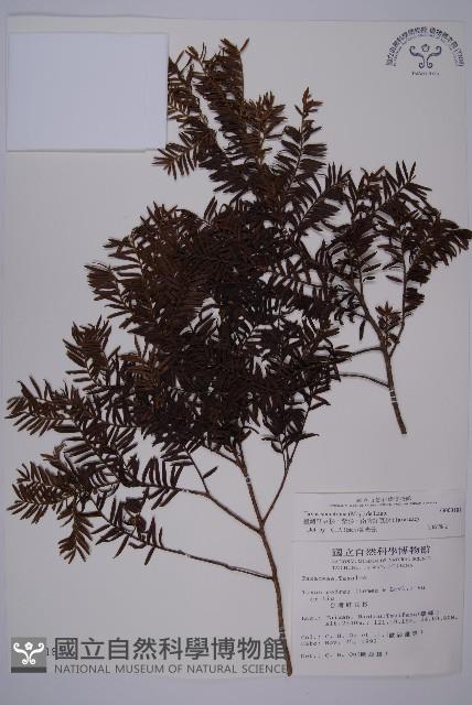 臺灣紅豆杉、紫杉、南方紅豆杉藏品圖，第1張