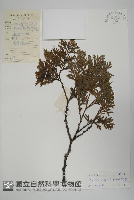 福建柏藏品圖，第1張