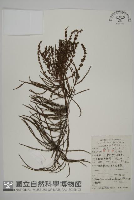 池杉藏品圖，第1張