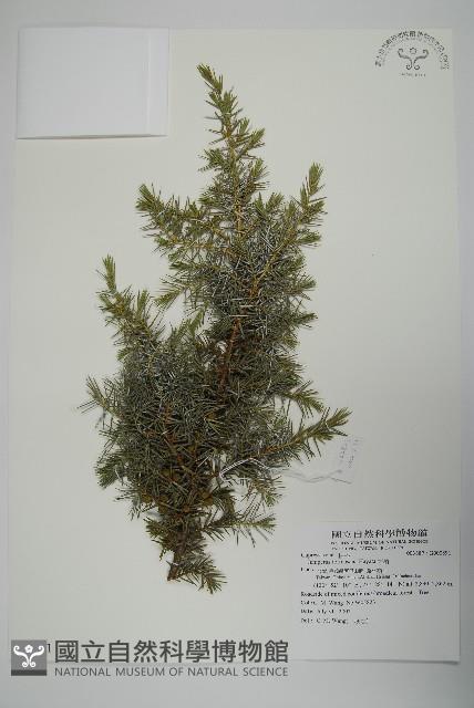 刺柏藏品圖，第1張