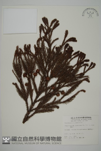 柳杉藏品圖，第1張