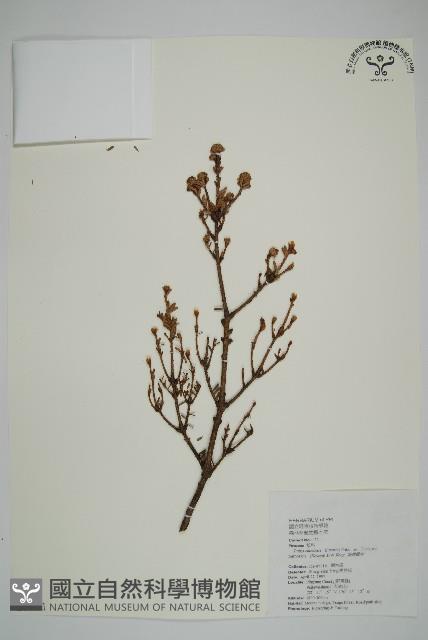 Taiwan hemlock Collection Image, Figure 1, Total 4 Figures