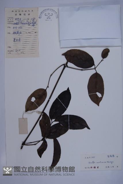 買麻藤藏品圖，第1張