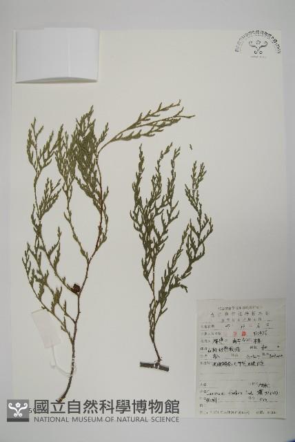 柏木、柏樹藏品圖，第1張