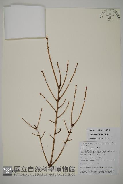 雲南鐵杉藏品圖，第1張