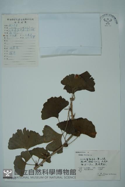 銀杏藏品圖，第1張