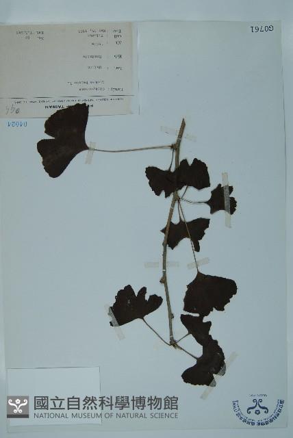 銀杏藏品圖，第1張