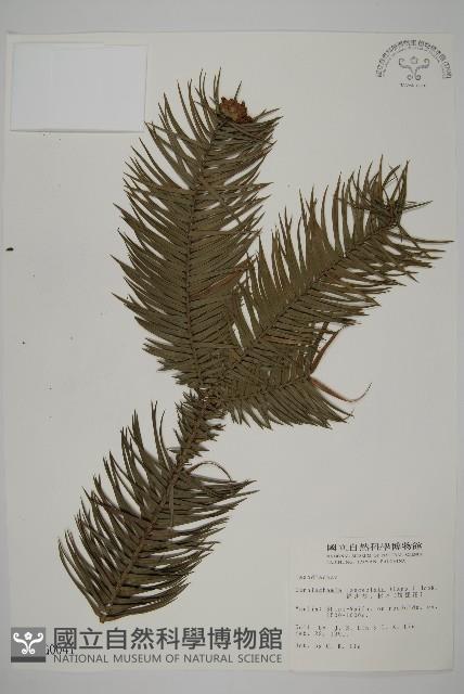 杉木藏品圖，第1張