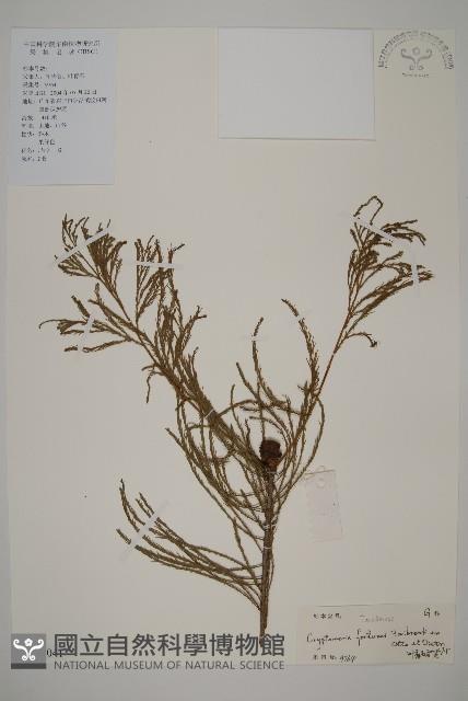 柳杉藏品圖，第1張