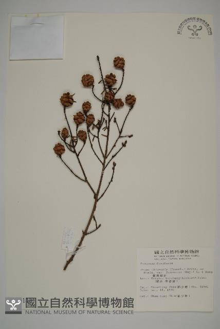 臺灣鐵杉藏品圖，第1張