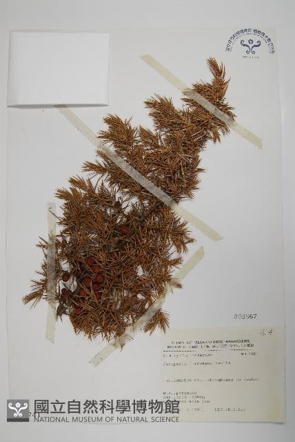Formosan juniper Collection Image, Figure 1, Total 5 Figures