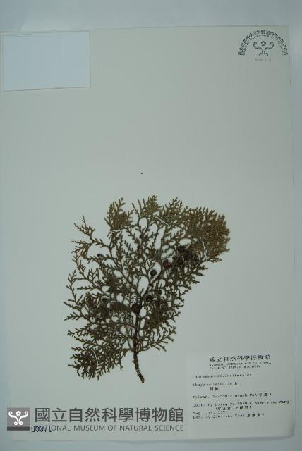 側柏藏品圖，第1張