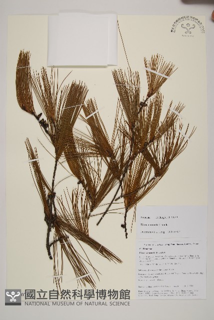 臺灣華山松藏品圖，第1張