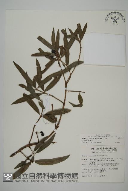 桃實百日青藏品圖，第1張