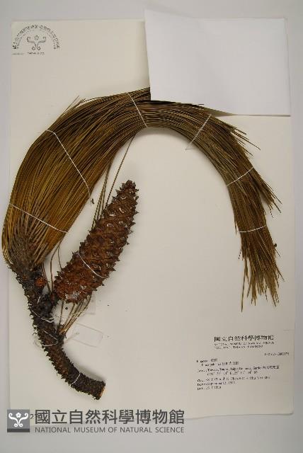 大王松藏品圖，第1張