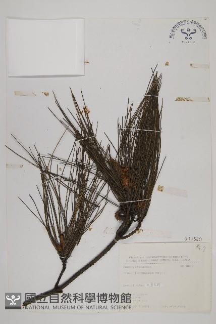 Ryukyu pine Collection Image, Figure 1, Total 5 Figures