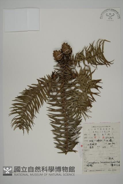 杉木藏品圖，第1張