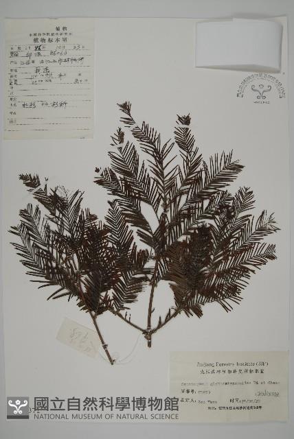 水杉藏品圖，第1張