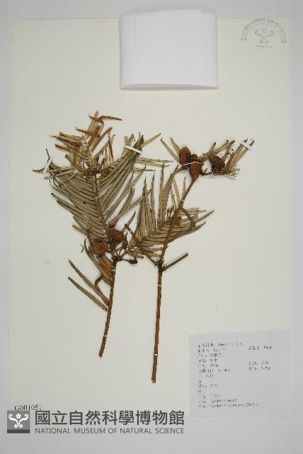 三尖杉藏品圖，第1張