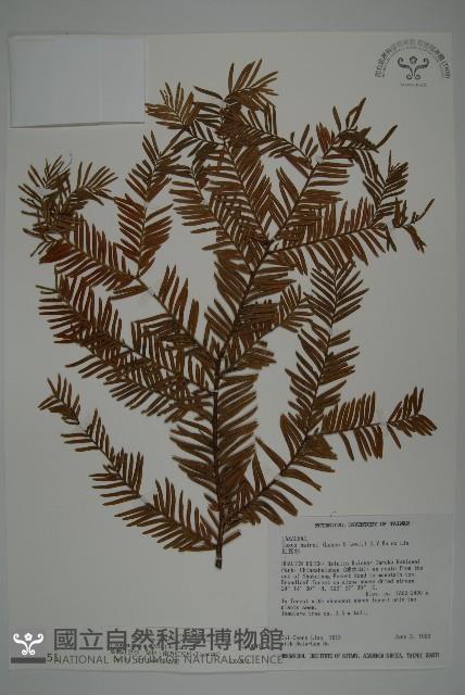 臺灣紅豆杉、紫杉、南方紅豆杉藏品圖，第1張