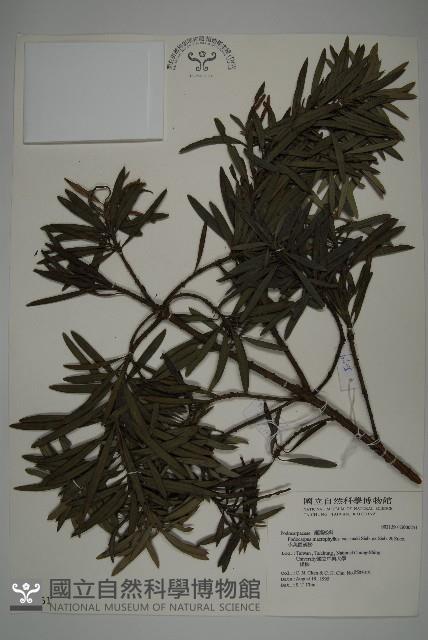 小葉羅漢松藏品圖，第1張