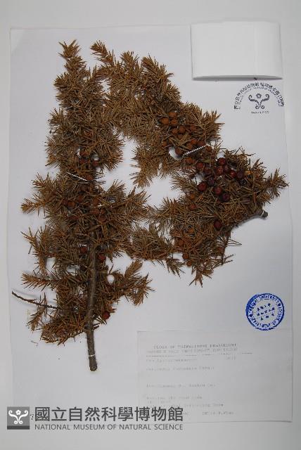 刺柏藏品圖，第1張