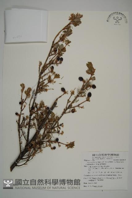 臺灣鐵杉藏品圖，第1張